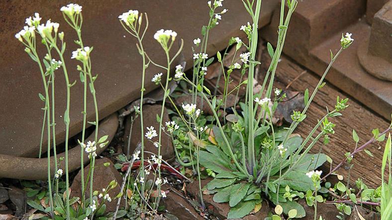 Researchers solve riddle of plant immune system Researchers solve riddle of plant immune system