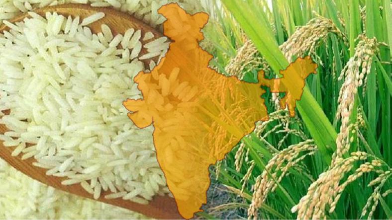 Average yearly consumption of Rice for the typical Indian Average yearly consumption of Rice for the typical Indian