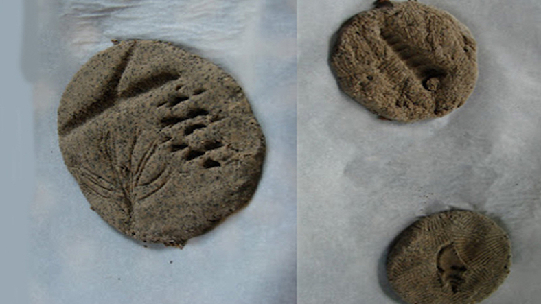 Coffee ground fossils, science experiment for children Coffee ground fossils, science experiment for children