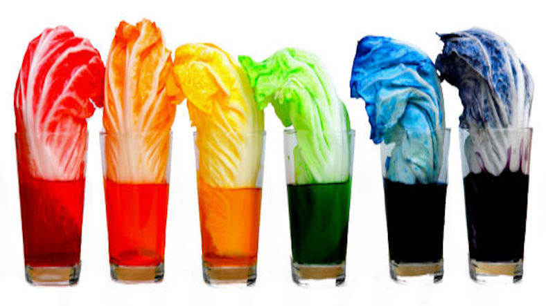Color cabbage, science experiment for children Color cabbage, science experiment for children