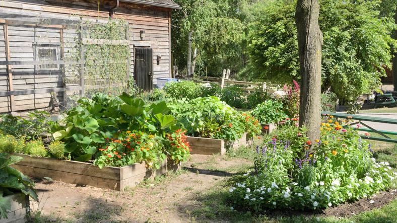 Saving Vegetable seeds for your backyard gardening Saving Vegetable seeds for your backyard gardening