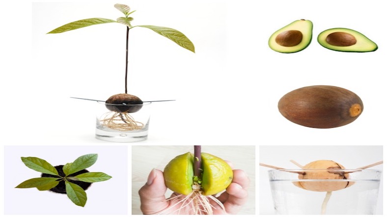 Grow an avocado tree, science experiment for children Grow an avocado tree, science experiment for children