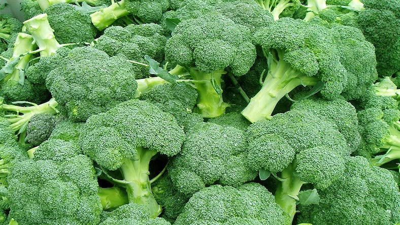 Growing enough Broccoli to Feed a Family by Yourself Growing enough Broccoli to Feed a Family by Yourself