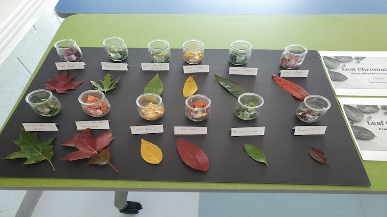 Leaf Chromatography, science experiment for children Leaf Chromatography, science experiment for children