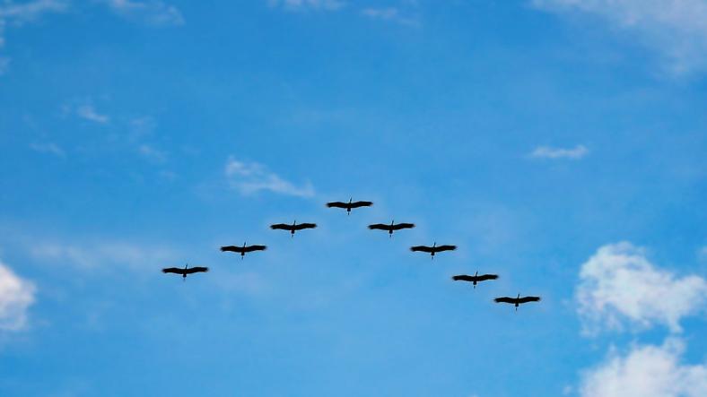 Migrating from JSStream to Vimeo Using Drupal Migration API Migrating from JSStream to Vimeo Using Drupal Migration API