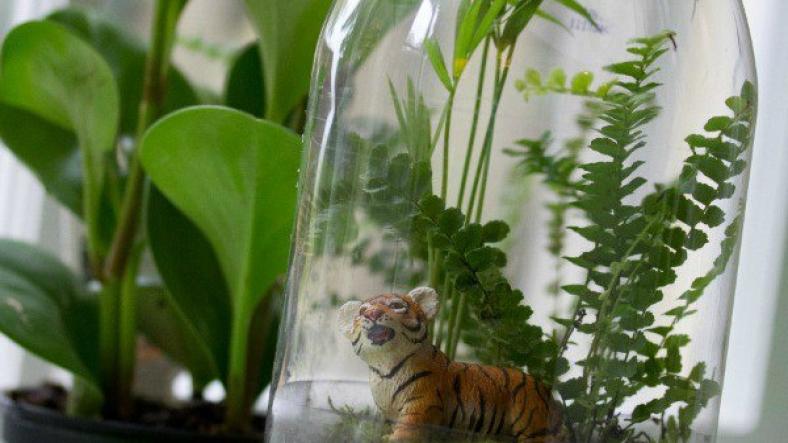 Rainforest in a Jar, science experiment for children Rainforest in a Jar, science experiment for children