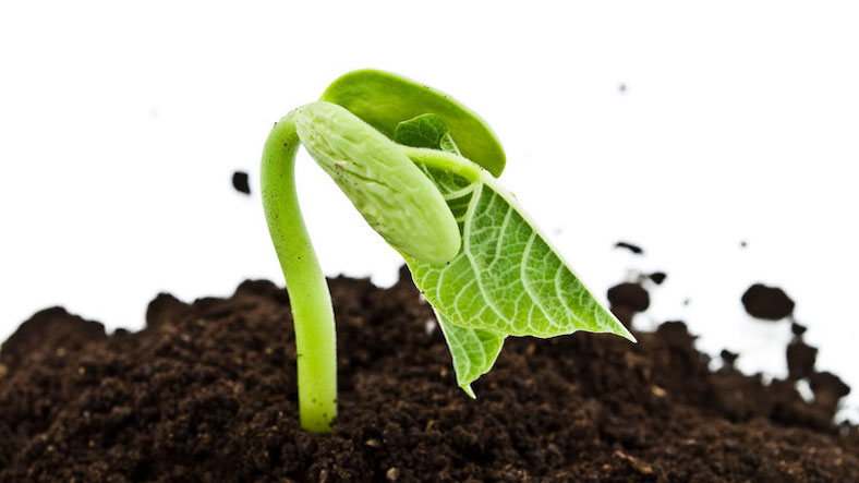 Seed Germination science experiment for children Seed Germination science experiment for children