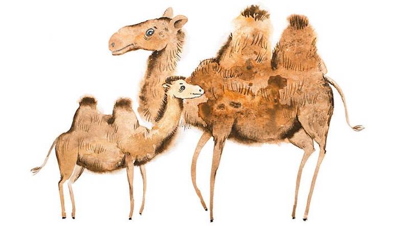 The camel and the baby The camel and the baby