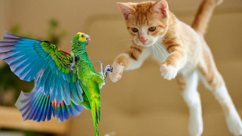 The Cat and the Parrot The Cat and the Parrot