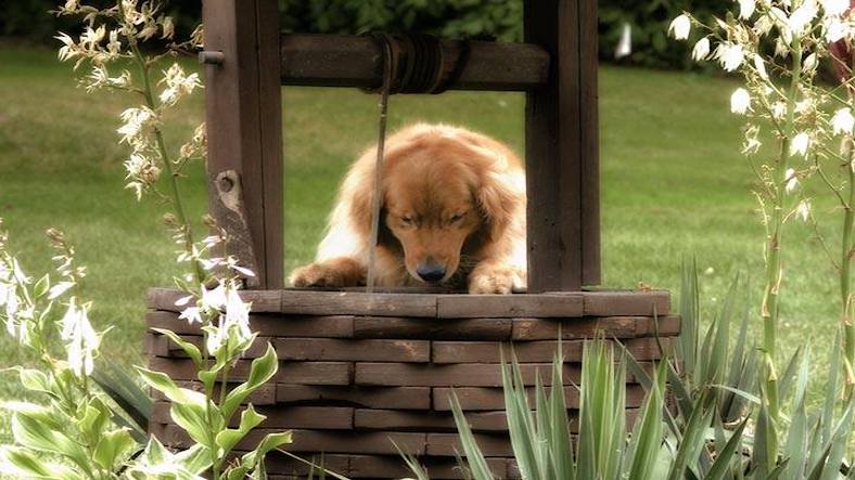 The dog at the well