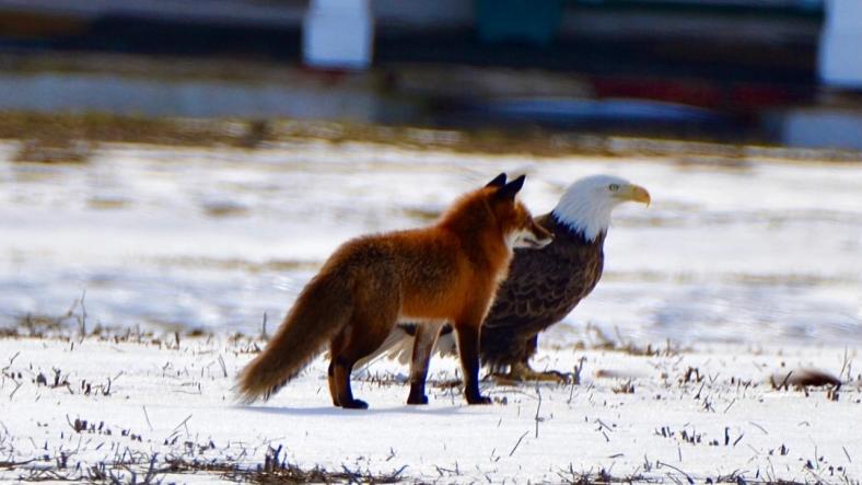The Eagle and the Fox The Eagle and the Fox
