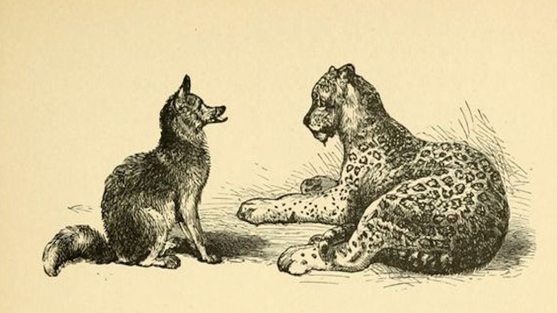 The Fox and the Leopard The Fox and the Leopard