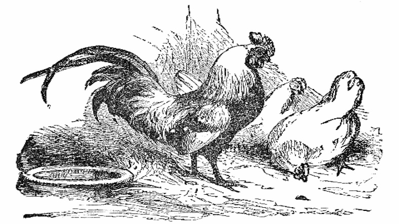 The Rooster and the Pearl The Rooster and the Pearl