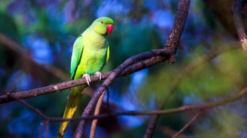 The Wise Parrot The Wise Parrot