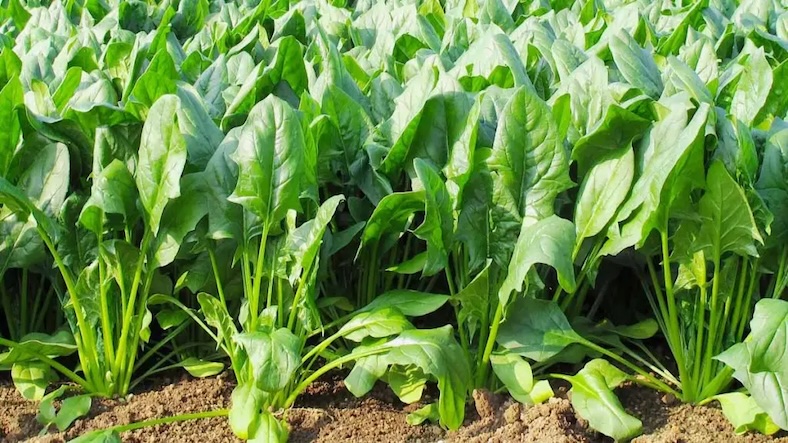 Why is spinach called a superfood? Why is spinach called a superfood?